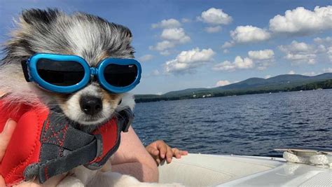 Adorable Video These Doggos Are Doing Summer Right