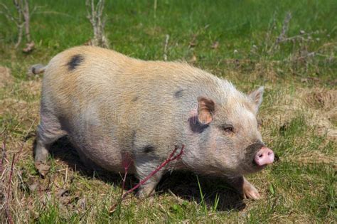 Pig In The Grass Young Farm Animal Snout Agriculture Stock Photo
