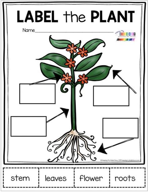 Plant Worksheet For Kindergarten Sixteenth Streets