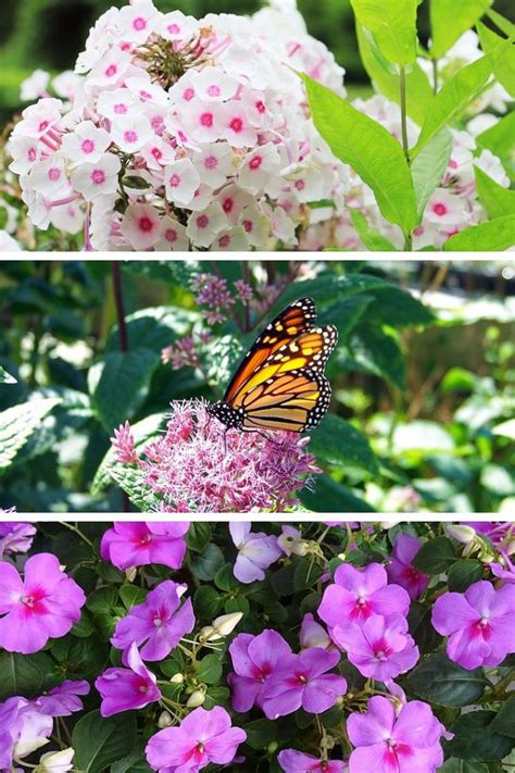 Plants like firecracker penstemon, pineapple sage and red. Plants that Attract Butterflies and Hummingbirds ...