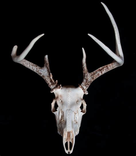The Useless Creatures From The Collection This Years Buck