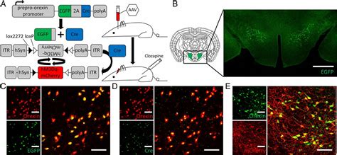 Activation Of Orexin System Facilitates Anesthesia Emergence And Pain