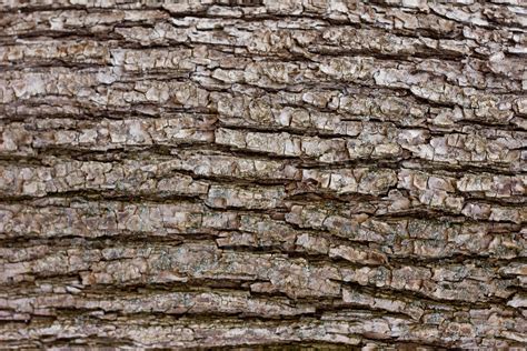 Texture Of Tree Bark Close Up The Rough Skin Of An Old Tree 13407633