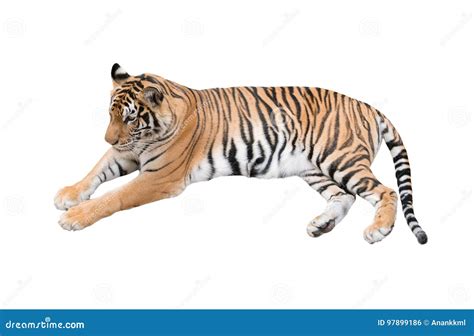 Female Bengal Tiger Isolated Royalty Free Stock Photo CartoonDealer