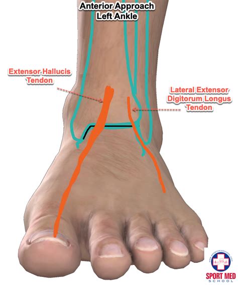 Ankle Anatomy Sport Med Babe