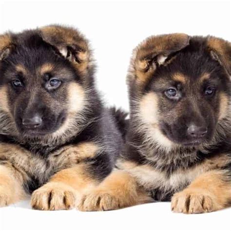 German Shepherd Puppy Training Schedule What To Teach And When World