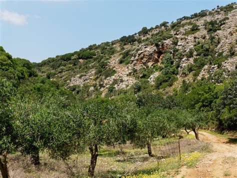Olive Grove Near Aposelemi Gorge On Crete Stock Photo Image Of