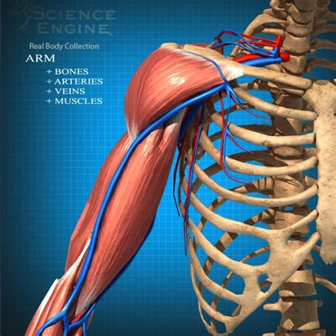 Human body diagrams this diagrams shows the major arteries in the human body diagram circulatory pathways anatomy and physiology openstax anatomy 101 arteries of the arm the handcare blog. anatomy arteries veins 3d model
