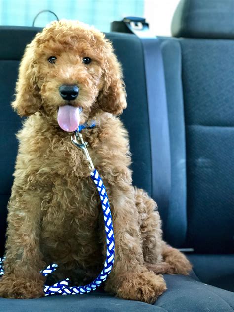 The coat on an f1 goldendoodle can be smooth like a golden retriever, curly like a poodle or shaggy like an irish wolfhound. F1B Red Goldendoodle | Red goldendoodle, Goldendoodle ...
