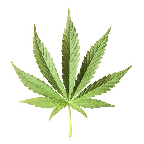 Weed Bud Png Free Logo Image