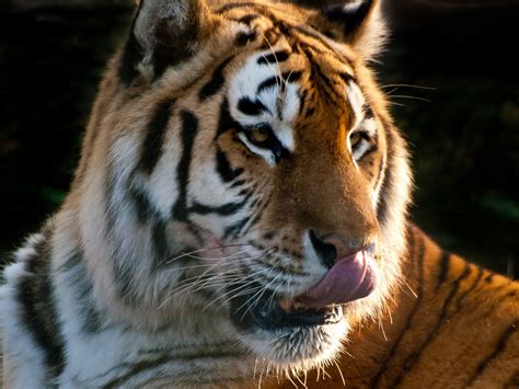 Tiger Licking His Nose Amur Siberian Tiger Lcking His No Flickr