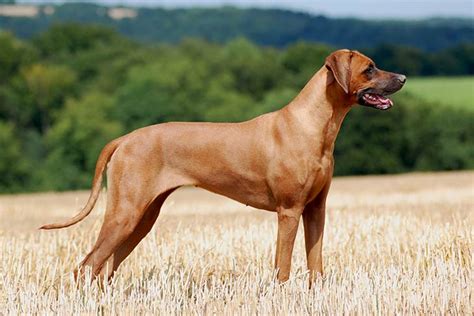 Rhodesian Ridgeback Dog Breed Information