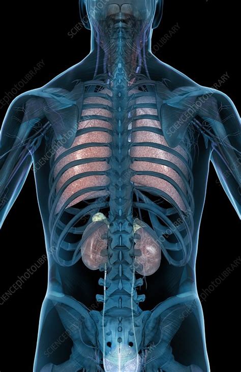 The Lungs And The Kidneys Stock Image C0082762 Science Photo Library