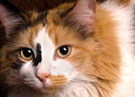 The symmetry and the lack of i know for cats they have specific genes that pattern them. Cat Coat Colors And Patterns | TheCatSite