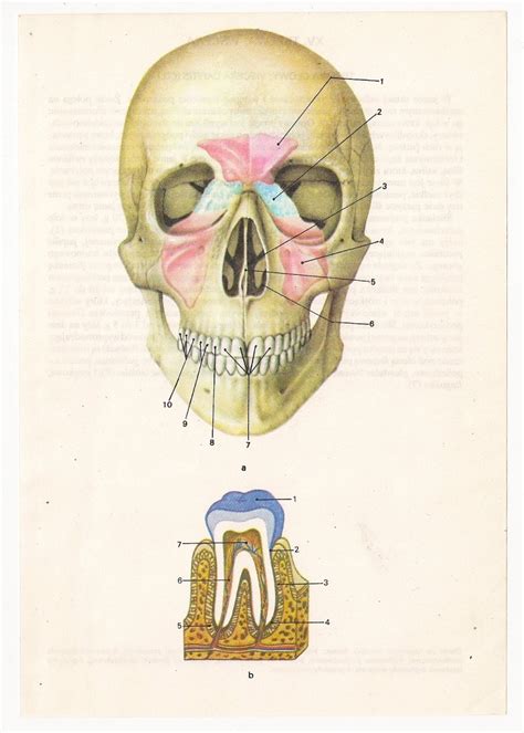 2 Vintage Anatomical Prints Medical Diagrams Skull Skeleton