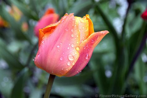 Pink Tulip With Rain Drops On The Flower Hi Res 1440p Qhd