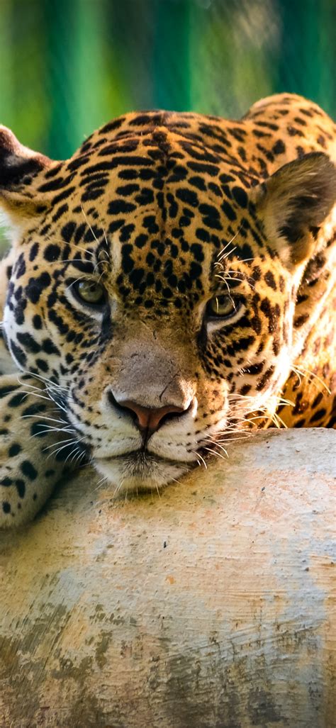 Jaguar Wallpaper 4k Wild Animal Carnivore Predator