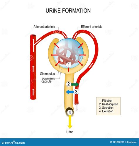 Filtration De Formation Durine Réabsorption Sécrétion Excrétion