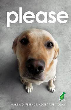 Neutering For A Brighter Future Broward Humane Society S Legacy Of Pet Health Advocacy