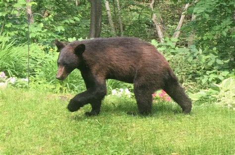 Bear Season In Vermont How To Stay Safe As Hibernation Season Ends