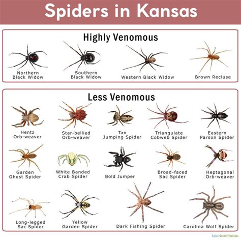 Spiders In Kansaslist With Pictures