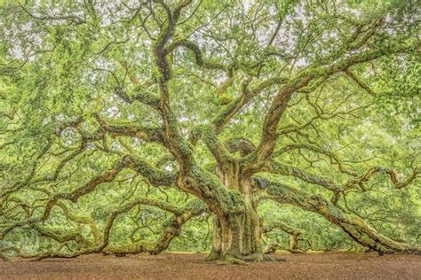 Angel Oak Fine Art Tree Photography Tree Photography Art Angel Oak