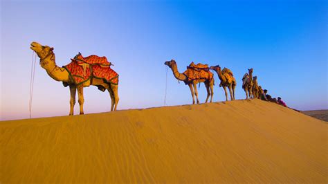 Rajasthani Camel In Desert Hd Wallpaper Thar Desert Camel 328355