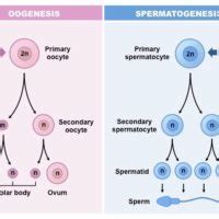 Ciri Ciri Spermatogenesis Dan Oogenesis Materi Kimia My Xxx Hot Girl