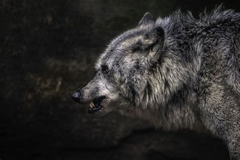 Gray Wolf In Quarantine Smithsonian Photo Contest Smithsonian Magazine
