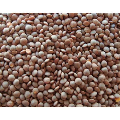 Whole Red Masoor Dal For High In Protein At Rs 95 Kilogram In