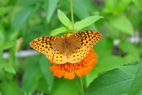 8114 Great Spangled Fritillary Butterfly On Orange Zinnia Scabiosa