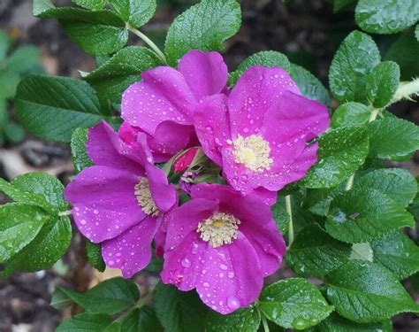 Rosa Rugosa How To Grow And Care Biogesandco