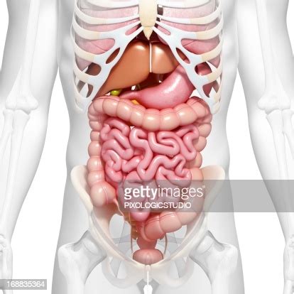 Laterally by the midaxillary line. Abdominal Anatomy Artwork High-Res Vector Graphic - Getty Images