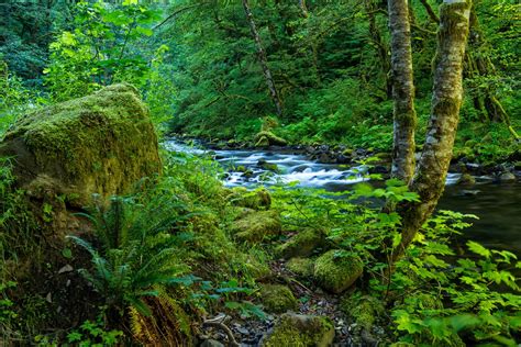 Forest Stream 4k Ultra Hd Wallpaper Background Image 6000x4004