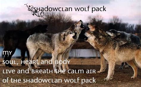View Topic ~shadowclan Wolf Pack~ Accepting Wolves Chicken