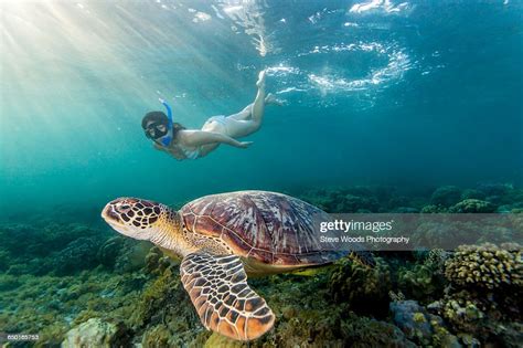 Young Woman Swimming With Rare Green Sea Turtle Moalboal Cebu