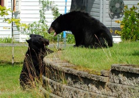 Bears More Active In Revelstoke This Spring Than Years Before