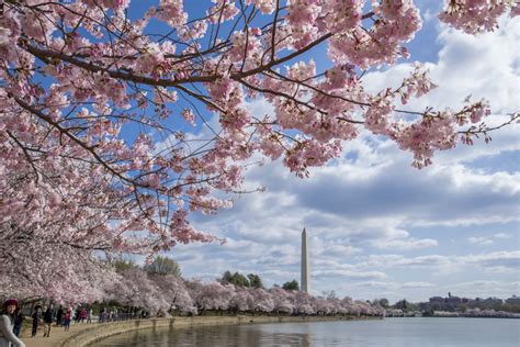 Cherry Blossoms Reach Stage 3 Of Bloom Watch Peak Bloom Still On Track