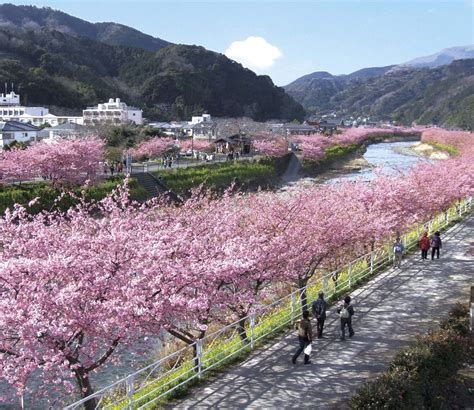 Early Cherry Blossom Season Izu Peninsula Kawazu Japan Travel