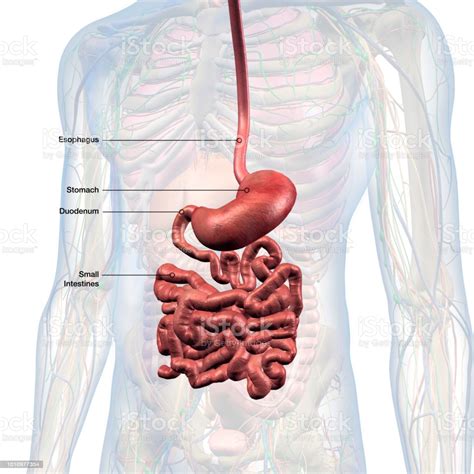 That this organic synthesis of diverse yet interdependent systems functions at all is one of the great wonders of biology! Esophagus Stomach Small Intestines Labeled In Male Internal Anatomy Stock Photo - Download Image ...