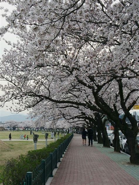 Bunga berwarna kemerahan itu memiliki jadwal mekar yang berbeda di setiap daerah. Gambar Bunga Sakura Di Korea Selatan | Pickini