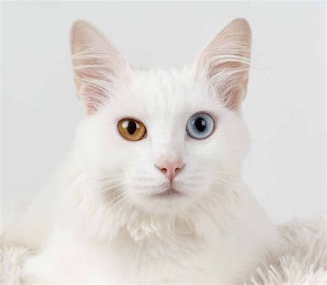 Most cats' eyes gradually change color, with the most common colors being green, yellow, hazel and golden brown. When Will My Kittens Eyes Change Color