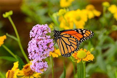 Attracting A Butterfly Garden To Your Las Vegas Yard