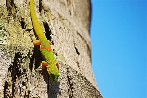 Gecko Descending From The Blue Hawaiian Sky Grégory Massal Photography