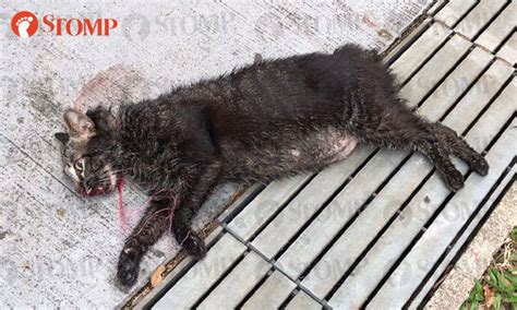Cat Found Dead With String Around Neck After Falling Several Stories At Block 236 Toa Payoh Lor