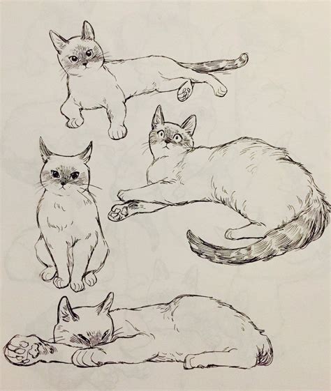 Cat Drawing Reference Photos