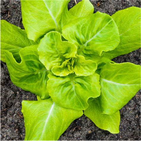 Buttercrunch Lettuce Seeds Lactuca Sativa Seed Needs Seed Needs Llc