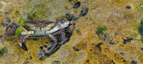 Free Images Beach Wildlife Food Seafood Fauna Crab Invertebrate