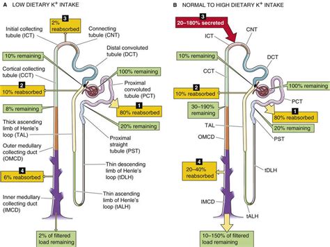 Potassium Transport By Different Segments Of The Nephron Transport Of