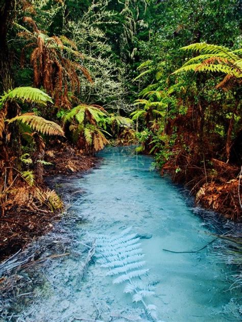 Clear Thermal Stream In Whakarewarewa Redwoods New Zealand Travel